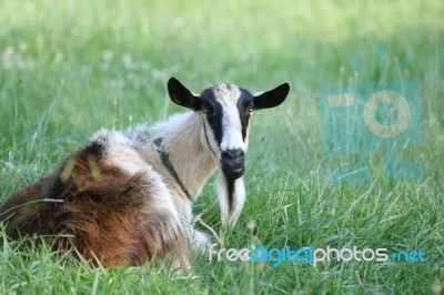 Goat Relaxing On Pasture Stock Photo