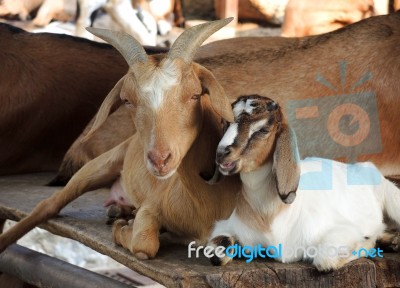 Goats Stock Photo