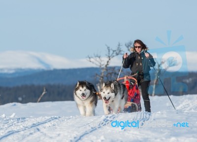 Woman Skiing After Sled And Two Malamutes Stock Photo