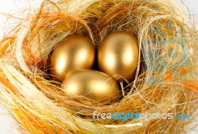 Gold Egg  Stock Photo