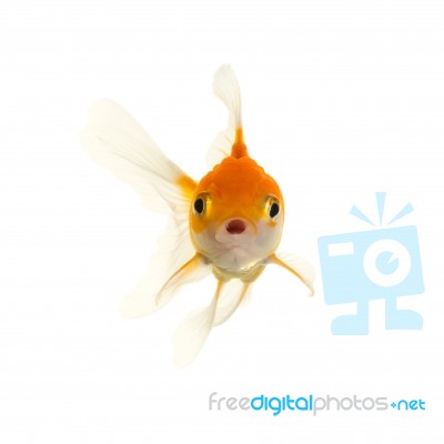 Gold Fish Stock Photo