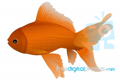 Gold Fish Stock Image
