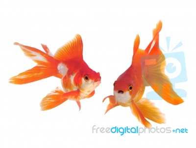 Gold Fish Stock Photo Gold Fish Stock Photo