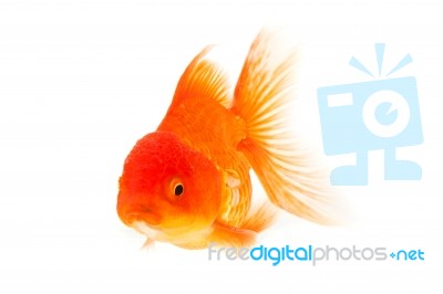 Gold Fish. Isolation On The White Stock Photo