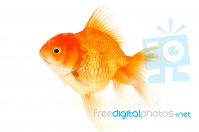 Gold Fish. Isolation On The White Stock Photo