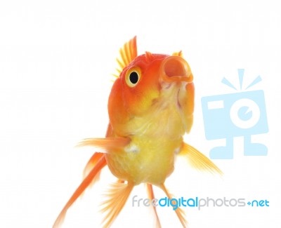 Gold Fish Isolation On The White Stock Photo