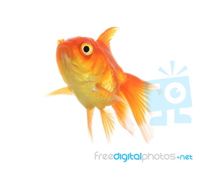 Gold Fish Isolation On The White Stock Photo