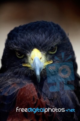 Golden-eagle Head Stock Photo