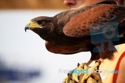 Golden Eagle On Glove Stock Photo