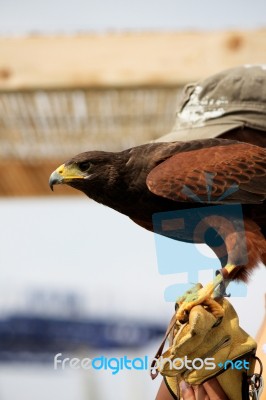 Golden Eagle On Glove Stock Photo