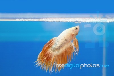 Golden Fighting Fish, Betta Splendens Stock Photo