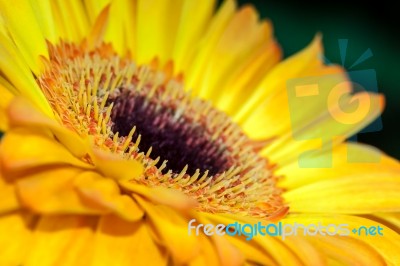 Golden Gerbera Close-up Stock Photo