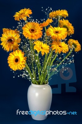 Golden Gerberas (asteraceae) Stock Photo