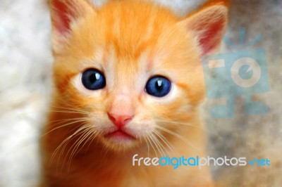 Golden Kitty Stock Photo