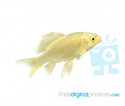 Golden Koi Fish Stock Photo
