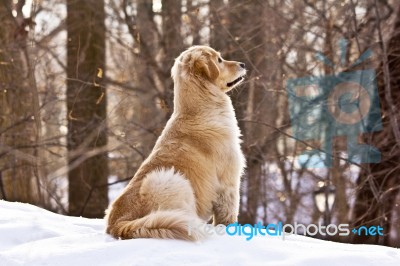 Golden Retriever In The Snow Stock Photo