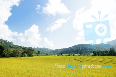 Golden Rice Field In Mountain Valley Stock Photo