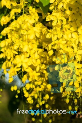 Golden Shower Stock Photo