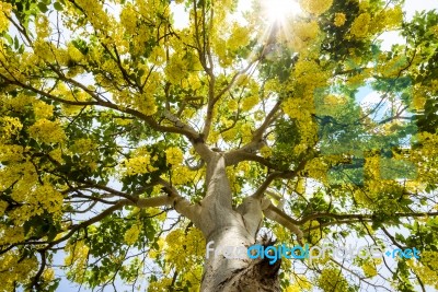 Golden Shower Tree Stock Photo