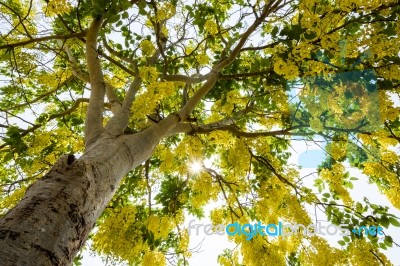 Golden Shower Tree Stock Photo