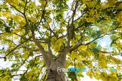 Golden Shower Tree Stock Photo Golden Shower Tree Stock Photo