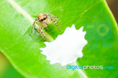Golden Spider Protecting Its Nest Stock Photo