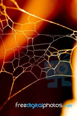 Golden Spider Web Stock Photo