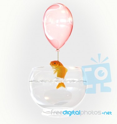 Goldfish And Balloon Stock Photo