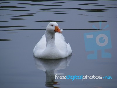 Goose On The Lake Stock Photo