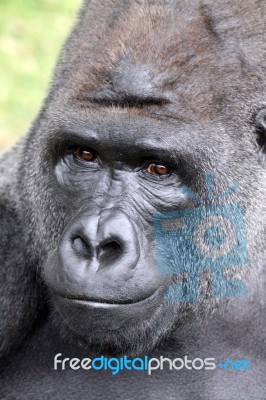 Gorilla Stock Photo