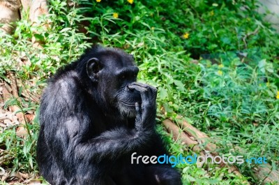 Gorilla Stock Photo