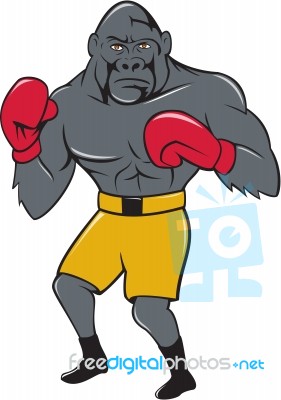 Gorilla Boxer Boxing Stance Cartoon Stock Image
