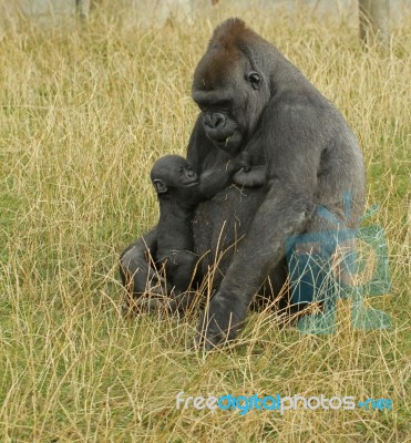 Gorilla Feeding Baby Stock Photo