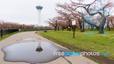 Goryokaku Tower And Sakura Blossom In Park Stock Photo