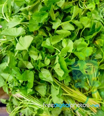Gotu Kola Herb In Market Thailand Stock Photo