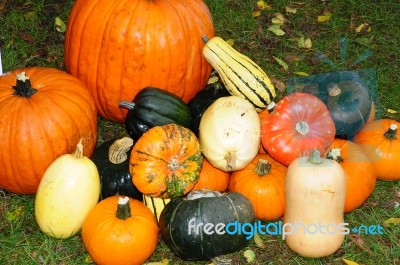 Gourds Galore Stock Photo