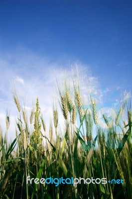 Grain Stock Photo