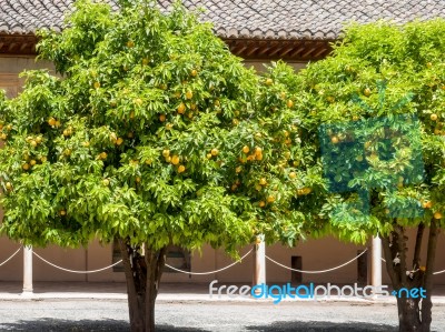 Granada, Andalucia/spain - May 7 : Orange Trees At The Alhambra Stock Photo Granada, Andalucia/spain - May 7 : Orange Trees At The Alhambra Stock Photo