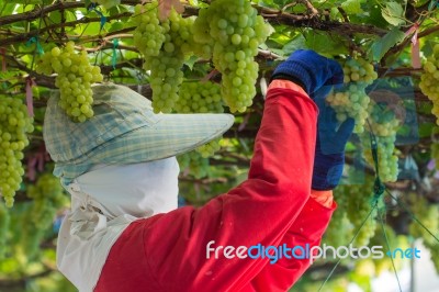 Grape Harvesting Stock Photo