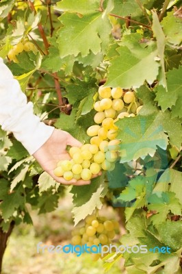 Grape In A Vineyard Stock Photo