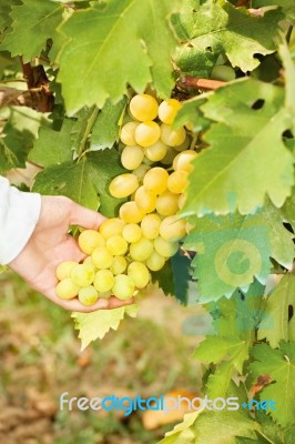 Grape In A Vineyard Stock Photo