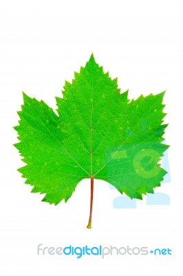 Grape Leaf Stock Photo