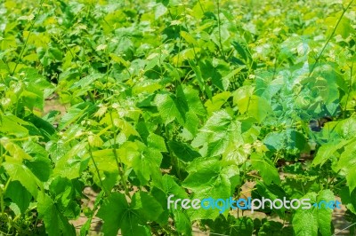 Grape Leaves Stock Photo Grape Leaves Stock Photo