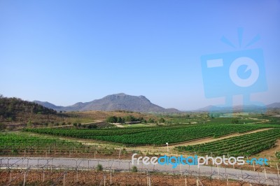 Grape Plantation Near Mountain Stock Photo
