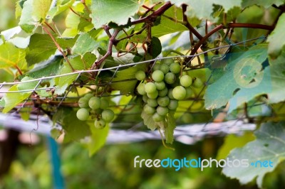 Grape Vine Climbing On Trellis With Hanging Grapes Stock Photo
