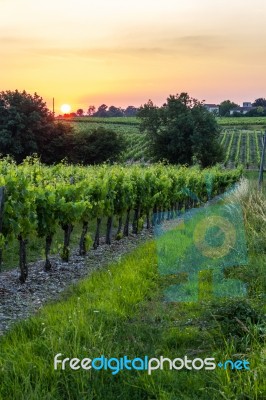 Grape Vines At Sunset In Brittany, France Stock Photo