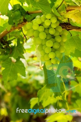 Grapes With Green Leaves Stock Photo