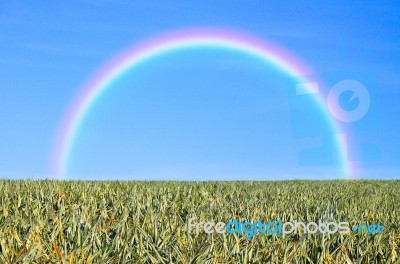 Grass And Rainbow Stock Photo