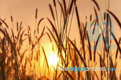Grass And Sun In The Morning Stock Photo