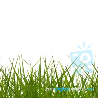 Grass Background Stock Image